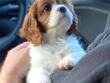Dünya Tatlısı dişi ve erkek kraliyet köpeği king Charles