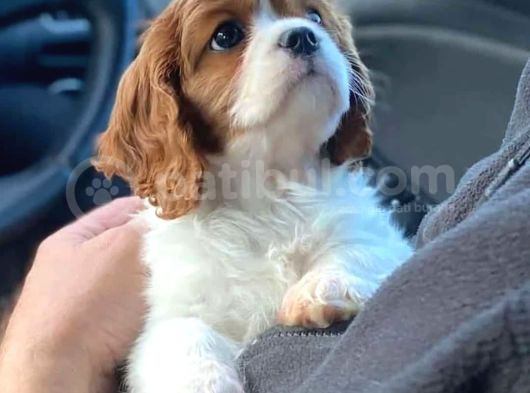 Dünya Tatlısı Dişi Ve Erkek Kraliyet Köpeği King Charles