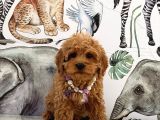 Poodle Ayarında dünya tatlısı maltipoo yavrular