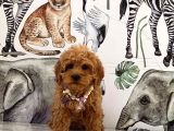 Poodle Ayarında Dünya Tatlısı Maltipoo Yavrular
