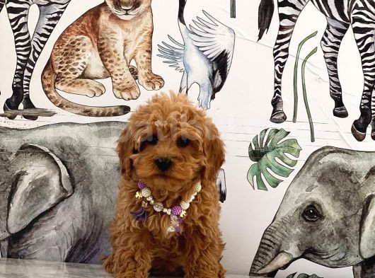 Poodle Ayarında Dünya Tatlısı Maltipoo Yavrular görsel