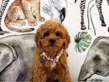 Poodle Ayarında Dünya Tatlısı Maltipoo Yavrular