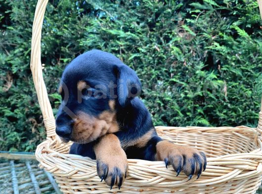Klasik Dişi King Doberman Yavrularımız görsel