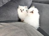 Aile Sıcaklığnda Büyüyen  Scottish Fold British Yvrlr