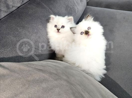 Aile Sıcaklığnda Büyüyen  Scottish Fold British Yvrlr görsel