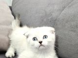 Aile Sıcaklığnda Büyüyen  Scottish Fold British Yvrlr