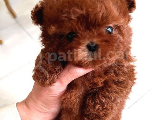 Hiçbir Yerde Göremeyeceğiniz Toy Poodle Bebekler