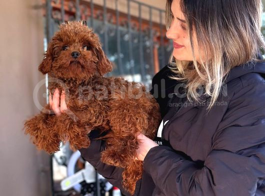 Bursa Köpek Okulundan Toy Poodle Yavrular görsel