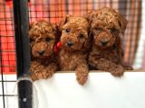 Irk garantili toy poodle Yavrular