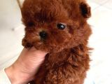 Hiçbir Yerde Göremeyeceğiniz Toy Poodle Bebekler