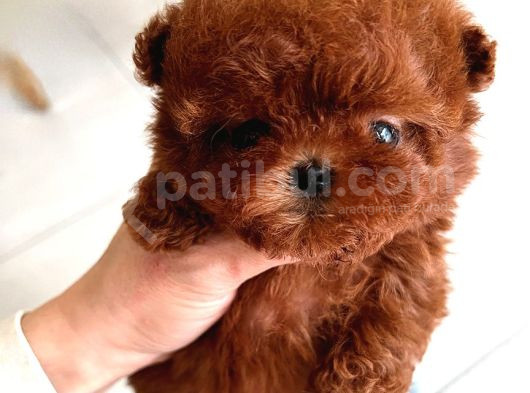 Hiçbir Yerde Göremeyeceğiniz Toy Poodle Bebekler görsel
