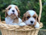 Minik Biblo Gibi Cavalier Bebekler