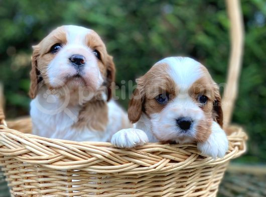 Minik Biblo Gibi Cavalier Bebekler görsel