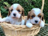 Minik Biblo Gibi Cavalier Bebekler