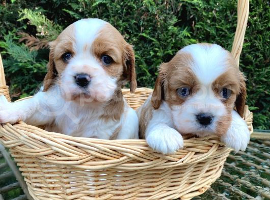 Minik Biblo Gibi Cavalier Bebekler görsel