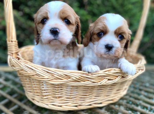 Minik Biblo Gibi Cavalier Bebekler
