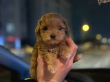 Teacup Maltipoo Kızımız