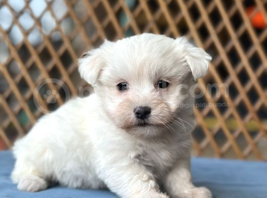 Bursa Köpek Okulundan Maltese Yavrular görsel
