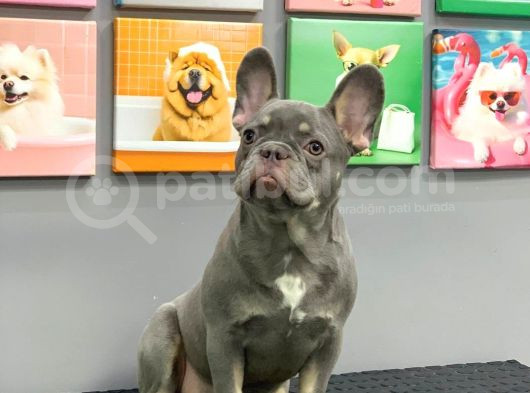 French Bulldog Li̇lak Tan Erkek Yavrumuz
