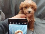 F1 Maltipoo Yavrular