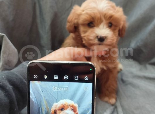 F1 Maltipoo Yavrular görsel