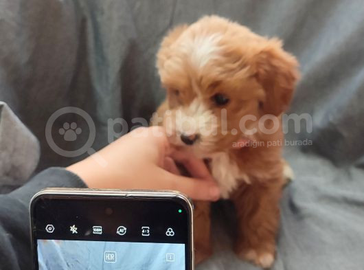 F1 Maltipoo Yavrular görsel