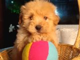 F1 Maltipoo Yavrular