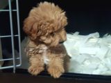 F1 Maltipoo Yavrular