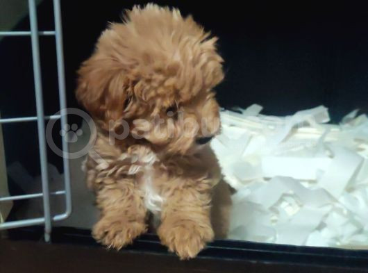 F1 Maltipoo Yavrular görsel