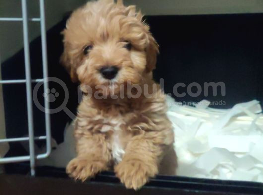 F1 Maltipoo Yavrular