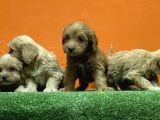 Resmi̇ Üreti̇m Çi̇ftli̇ği̇nden Malti̇poo Yavrular