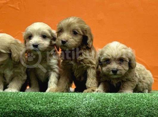 Resmi̇ Üreti̇m Çi̇ftli̇ği̇nden Malti̇poo Yavrular görsel