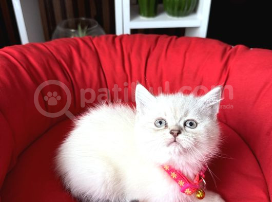 Birbirinden Güzel Safkan British Shorthair Yavrular görsel