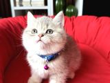Birbirinden Güzel Safkan British Shorthair Yavrular