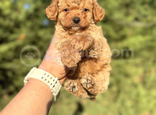 Gülen Surat Mi̇ni̇ Boy Toy Poodle görsel