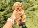 Gülen Surat Mi̇ni̇ Boy Toy Poodle