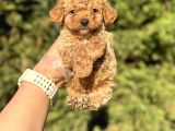 Gülen Surat Mi̇ni̇ Boy Toy Poodle