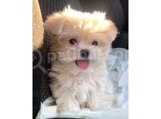 Maltesse Terrier Cinsi Mini Boy Puppy Kar Beyaz görsel