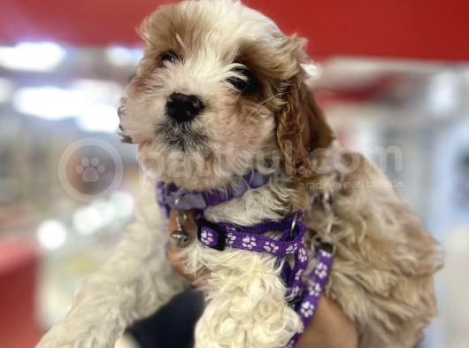 A Kali̇te Hi̇poo Alerjeni̇k Tüy Dökmeyen  Cavapoo Yavrular görsel