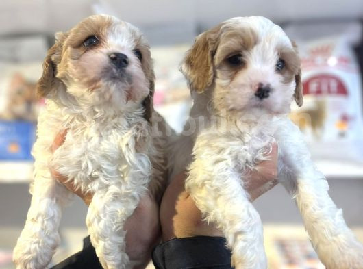 A Kali̇te Hi̇poo Alerjeni̇k Tüy Dökmeyen  Cavapoo Yavrular
