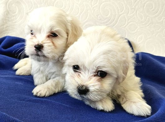 Maltese Terier Bebeklerimiz görsel