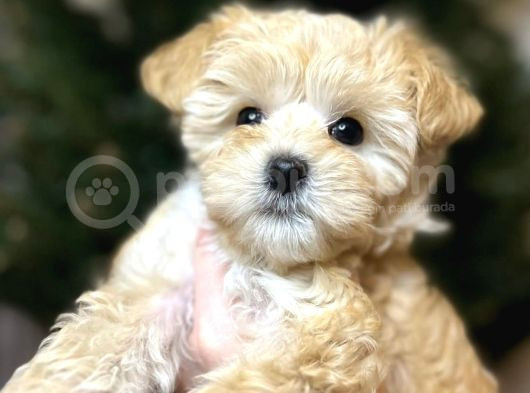 Tedy Suratli Malti̇poo Yavrumuz