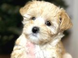 Tedy Suratli Malti̇poo Yavrumuz