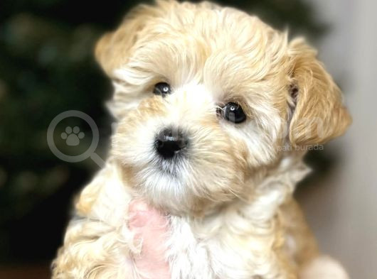 Tedy Suratli Malti̇poo Yavrumuz görsel