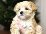 Tedy Suratli Malti̇poo Yavrumuz