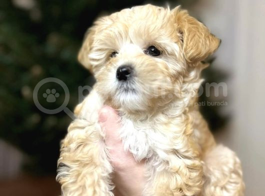 Tedy Suratli Malti̇poo Yavrumuz görsel