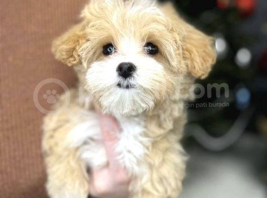 Muhteşem Malti̇poo Bebekleri̇mi̇z