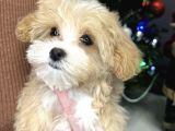 Muhteşem Malti̇poo Bebekleri̇mi̇z