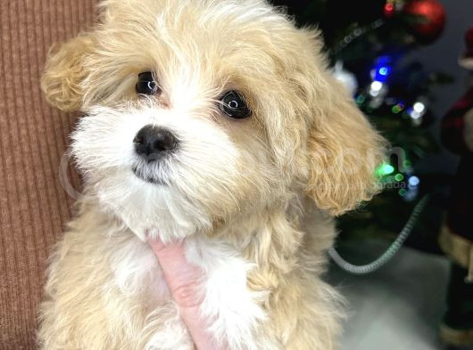 Muhteşem Malti̇poo Bebekleri̇mi̇z görsel
