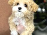 Muhteşem Malti̇poo Bebekleri̇mi̇z